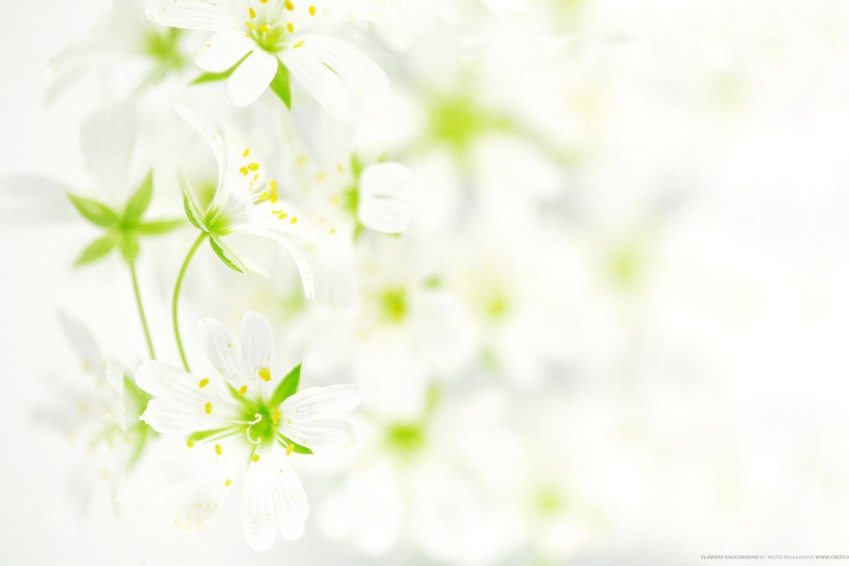 Funeral Flowers Wallpaper Top Background