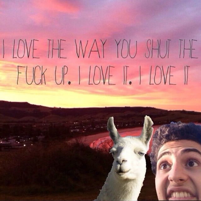 Quotes Llama Twaimz HD Wallpaper