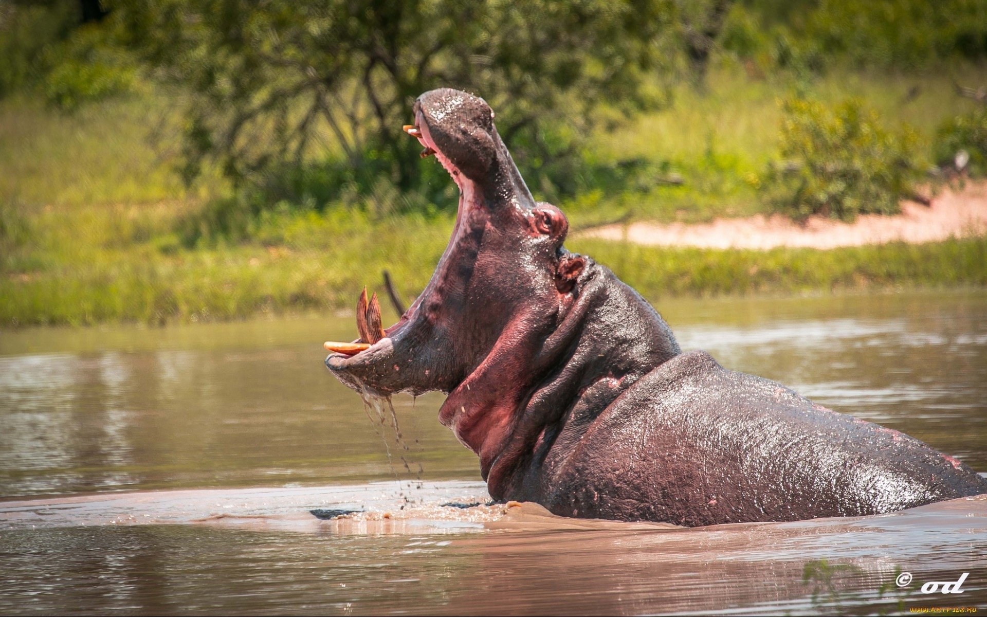 Hippo HD Wallpaper Background Image Id