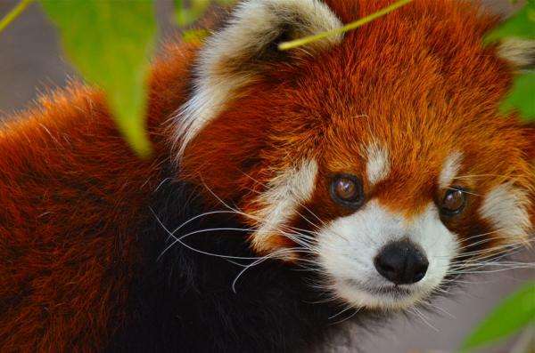 Image Baby Red Panda Pc Android iPhone And iPad Wallpaper