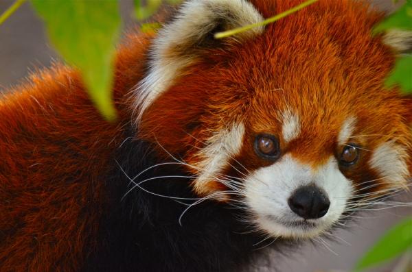 Image Baby Red Panda Pc Android Iphone And Ipad Wallpaper