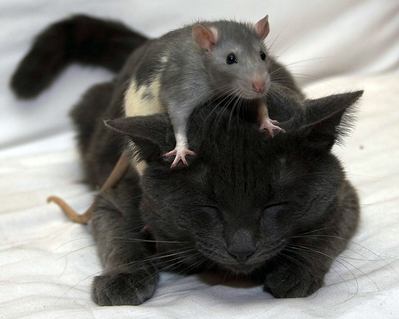 Rats Wallpaper Fun Animals Wiki Videos Pictures Stories