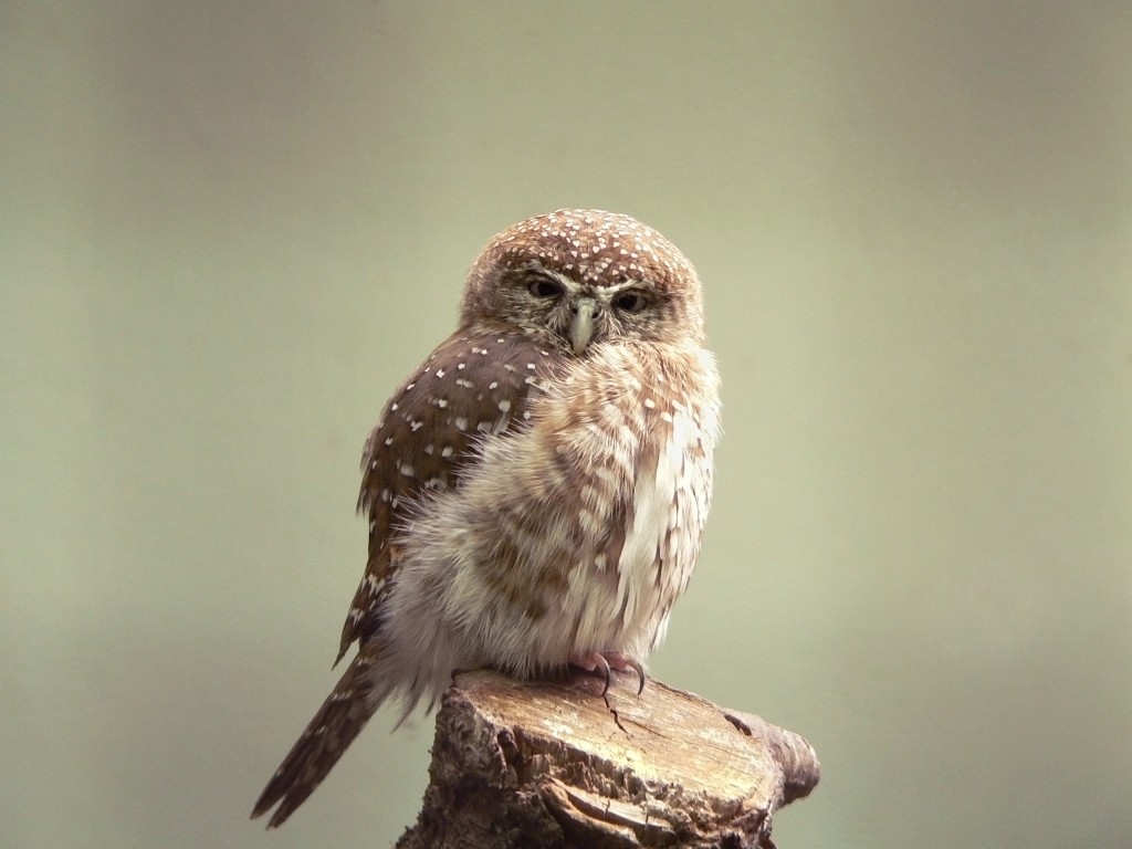 Owl HD Desktop Wallpaper Elsoar