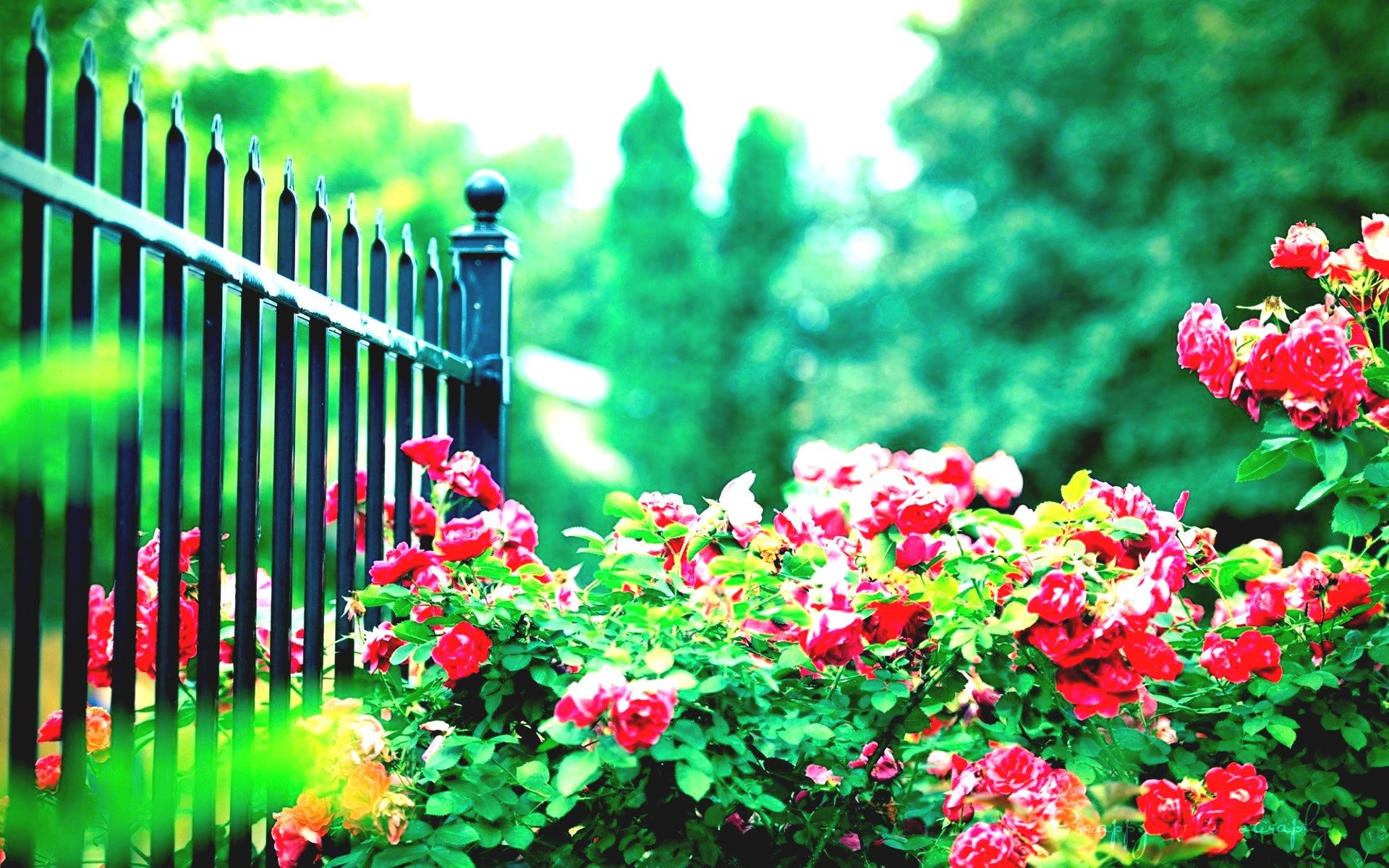 Flower Garden Background Images HD Pictures and Wallpaper For Free  Download  Pngtree