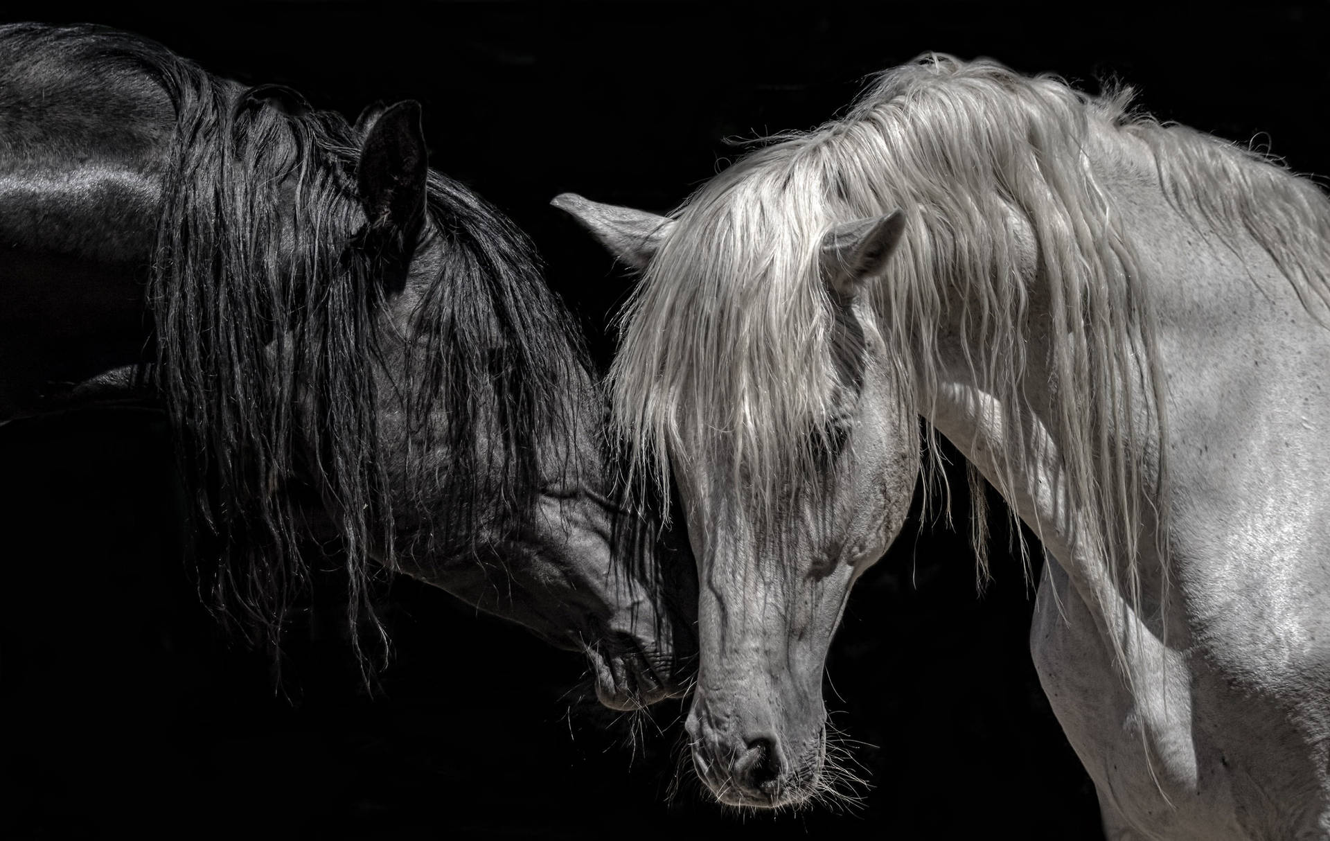 Top Beautiful Horses Wallpaper Full HD 4k To Use