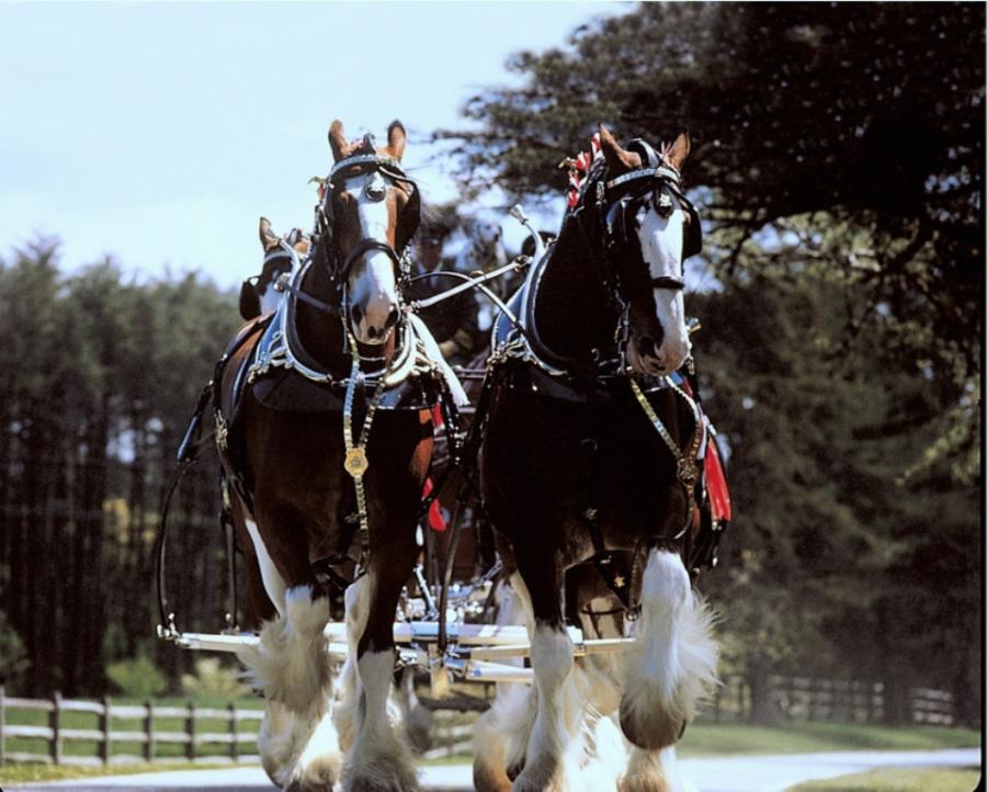 Budweiser Clydesdale Wallpaper Image Pictures Becuo
