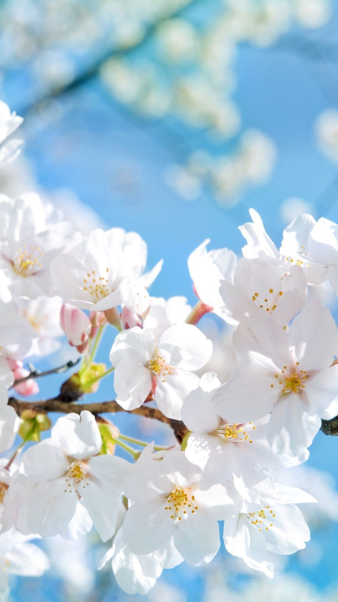 White Flower Iphone Wallpaper