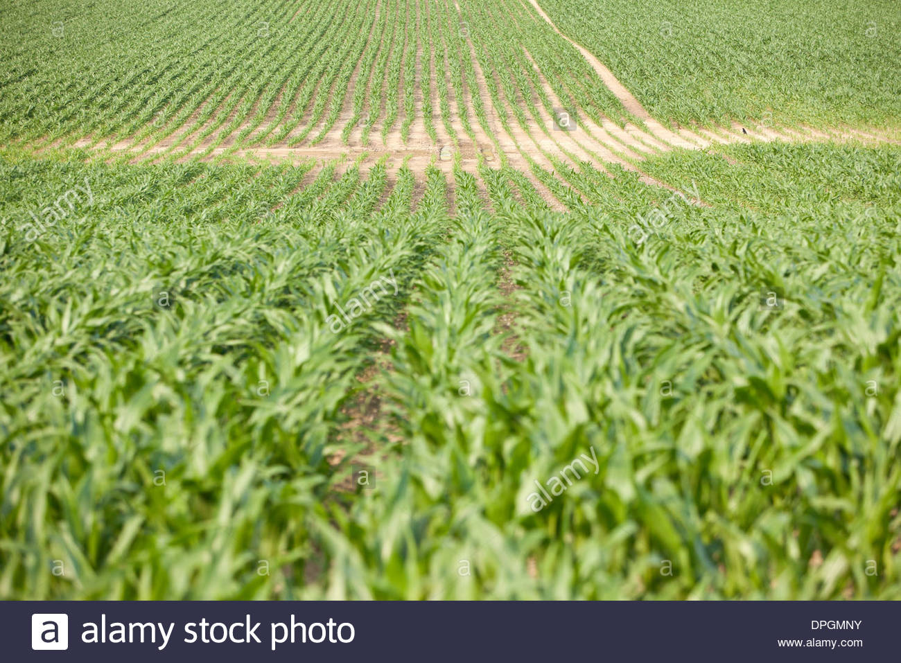🔥 Free download corn plant clipart crops clipart transparent background ...