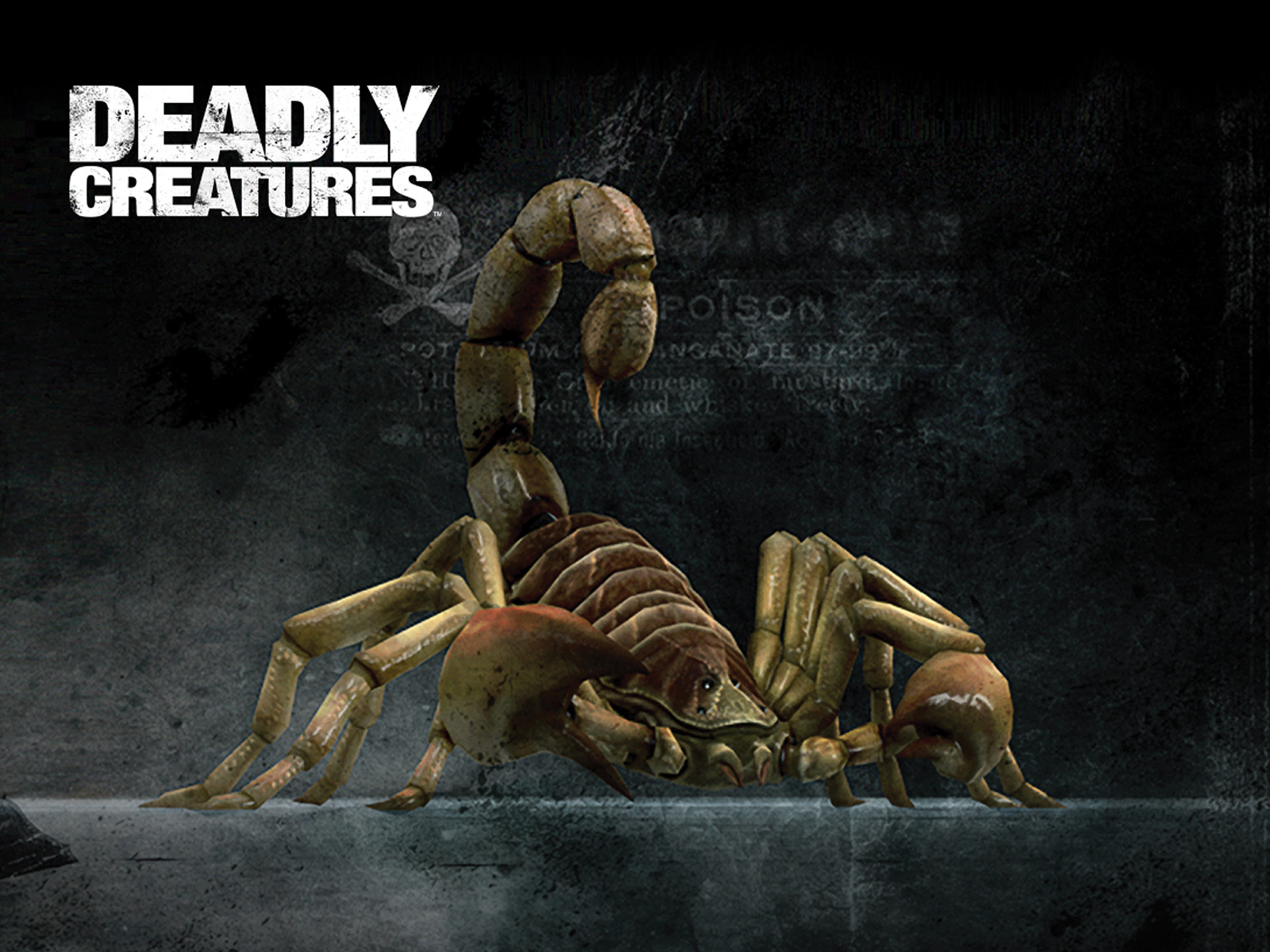 Scorpion Deadly Creatures Wallpaper Jpg