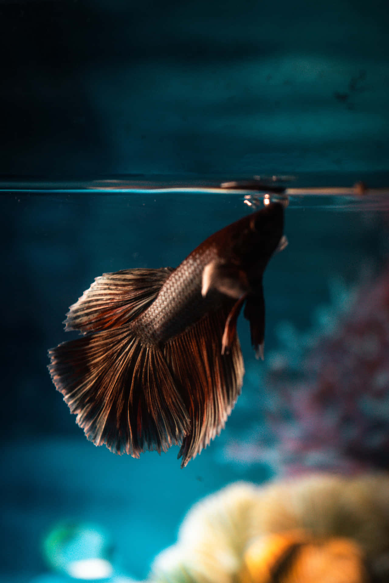 Aquarium Fish Tank Wallpaper