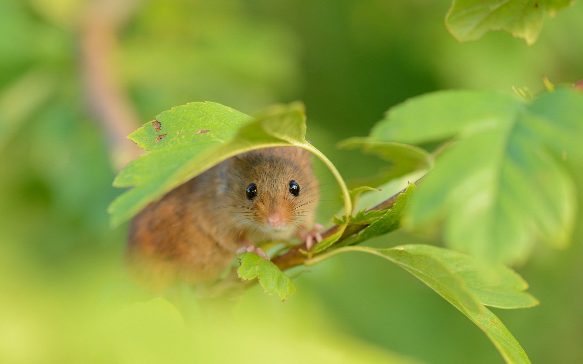 Mouse HD Wallpaper Background Image