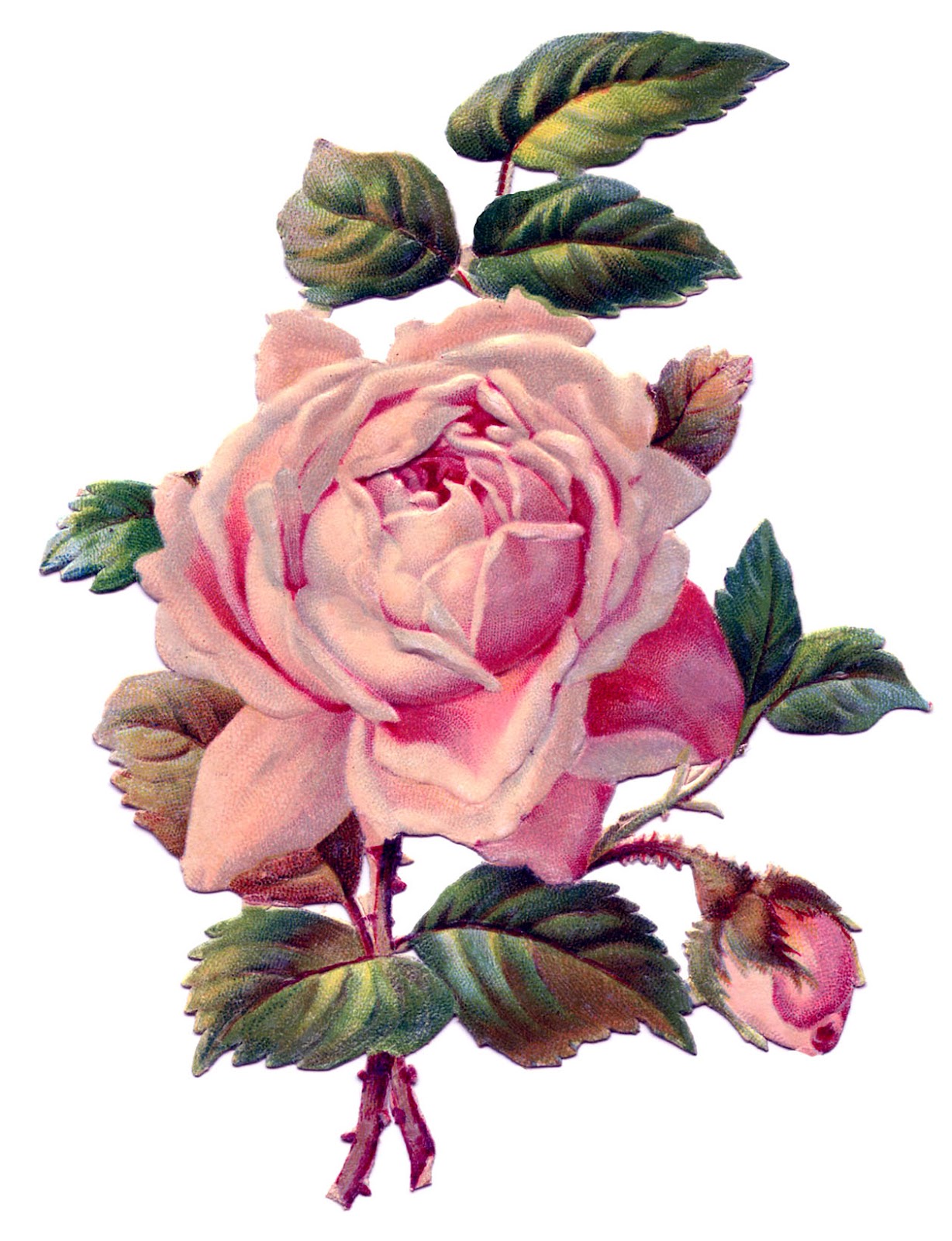 Vintage Image Pretty Pink Rose The Graphics Fairy