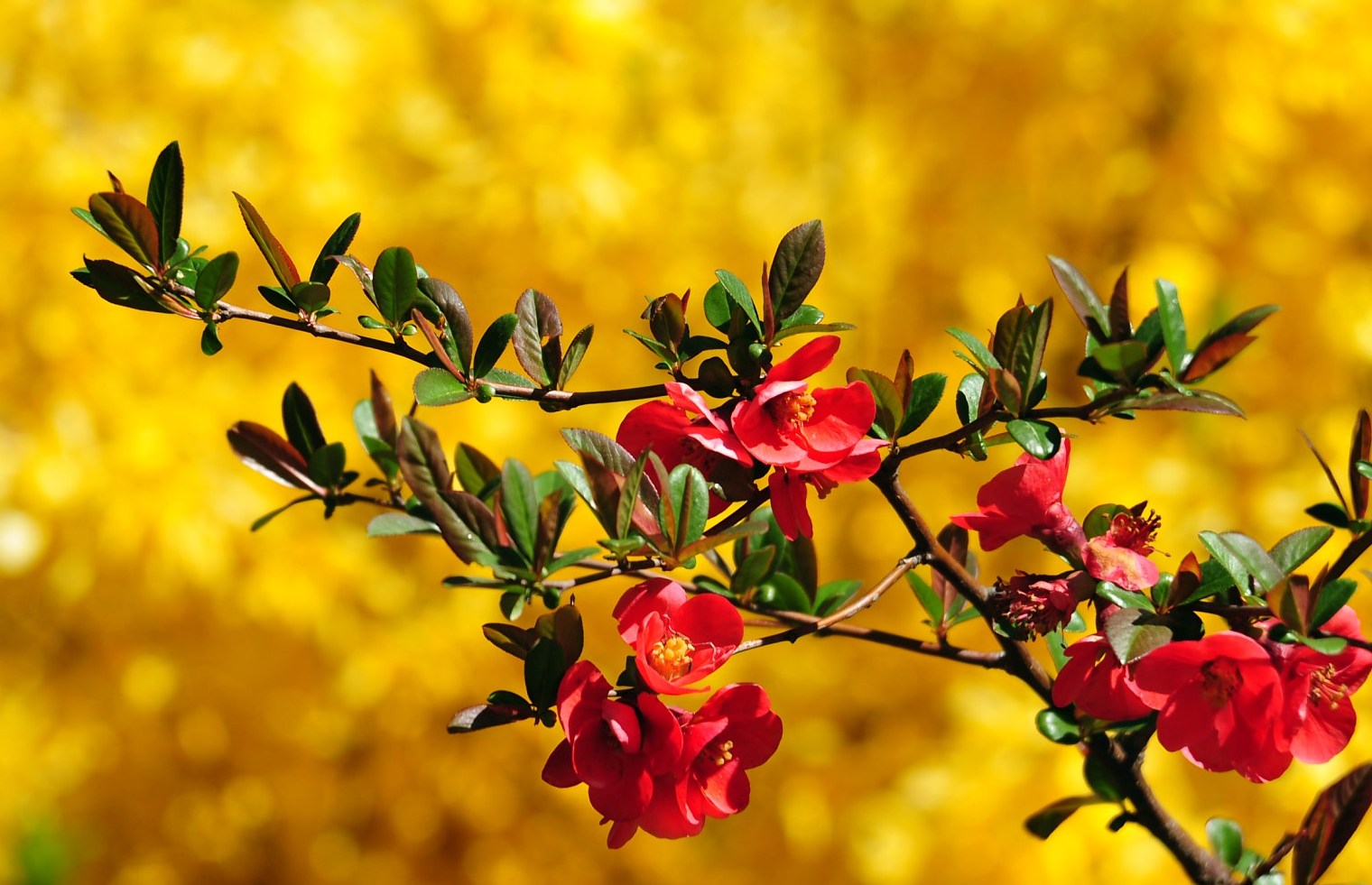 Beautiful Flowers Desktop Photos Colorful Wallpaper