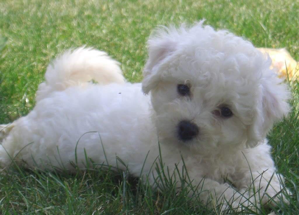 Very Cute Bichon Frise Puppy Acts Like Doll Puppies Wallpaper Picture