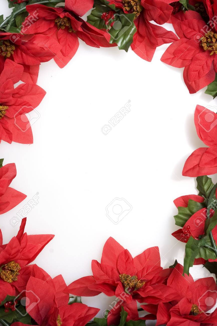 Christmas Red Poinsettias Background Over White Stock Photo