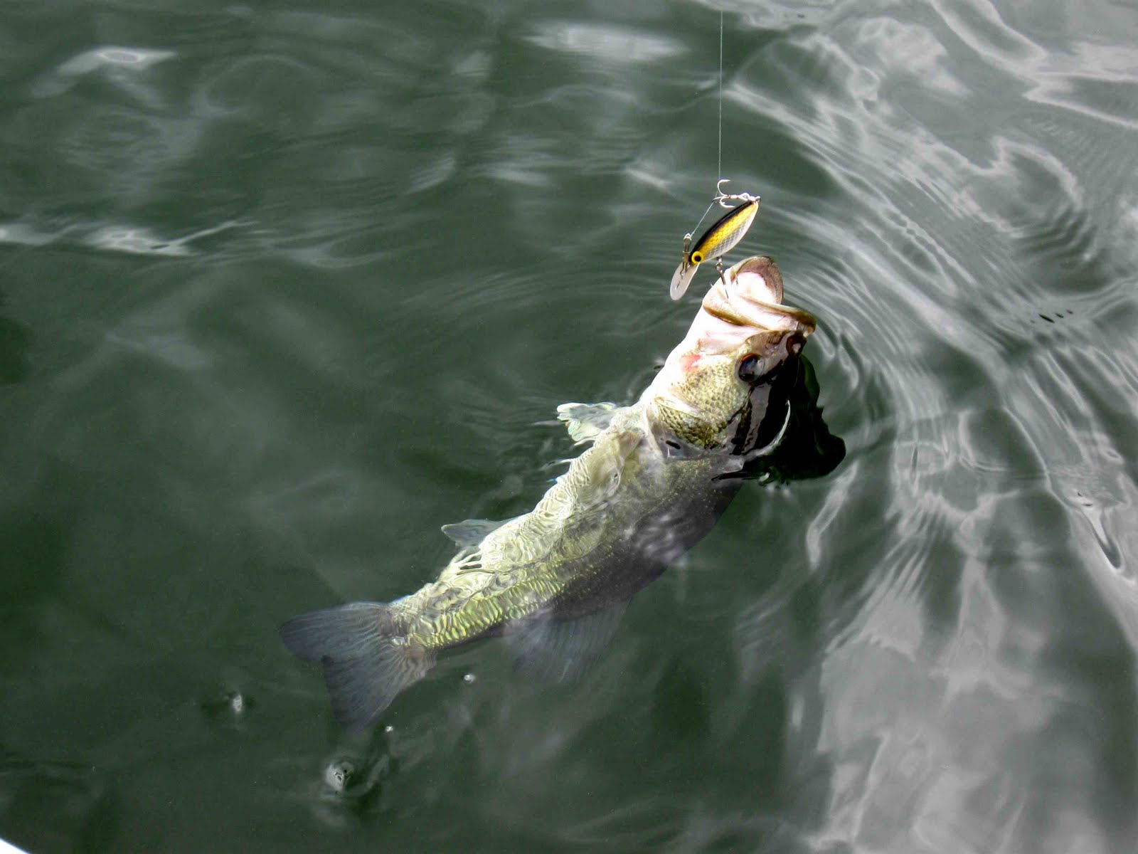 Fish R Largemouth Bass