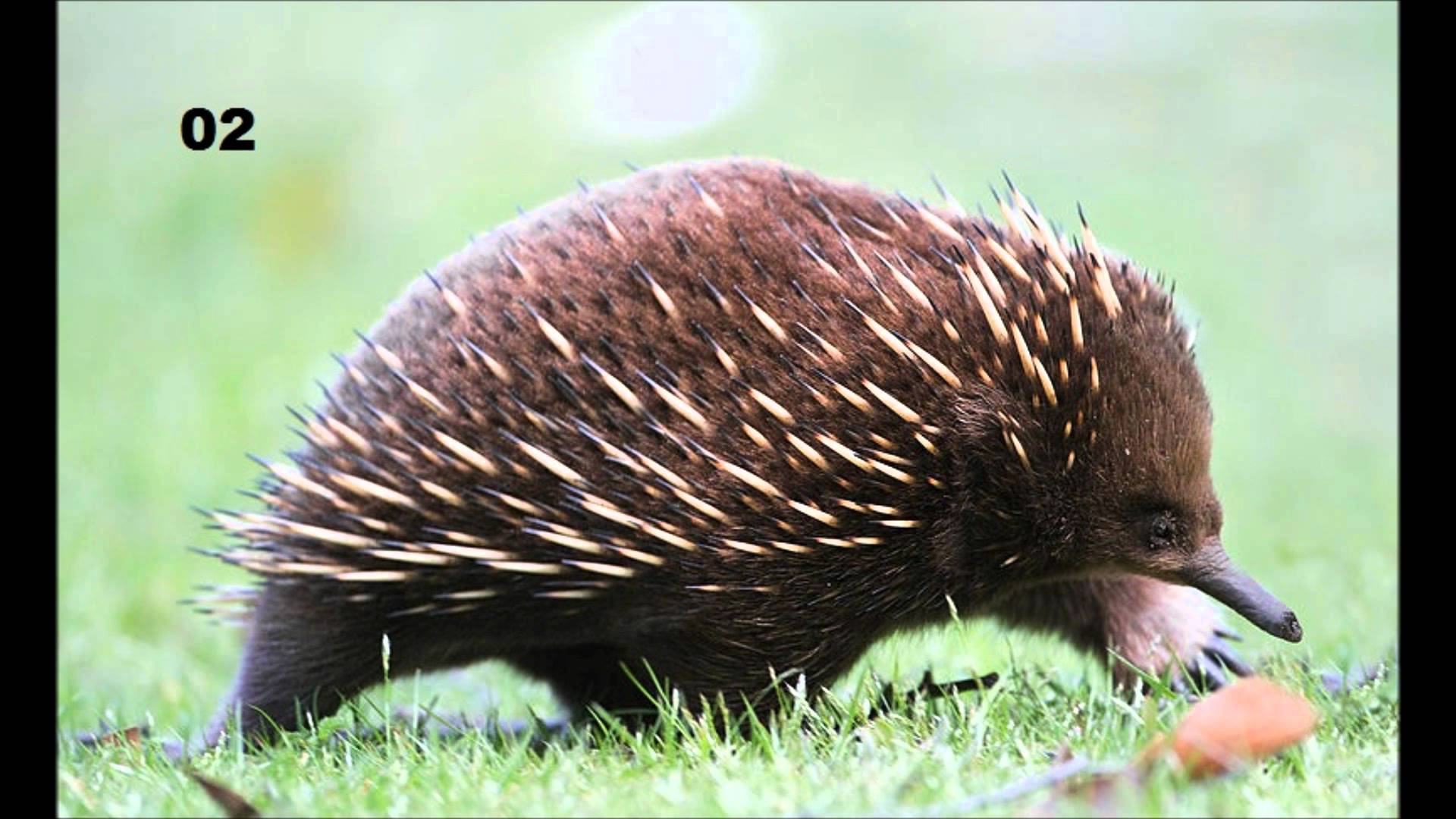 Spiny Anteater Wallpaper First HD