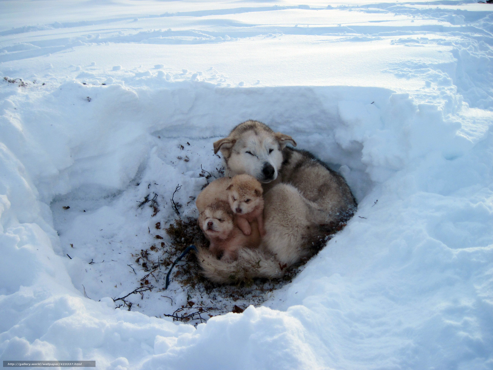 Wallpaper Winter Snow Frost Puppies Desktop