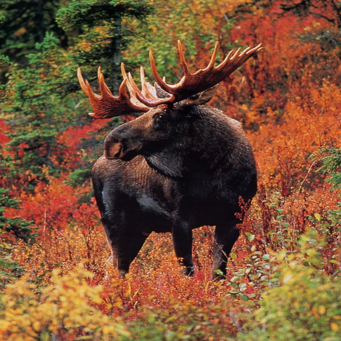  background moose hot moose wildlife wallpapers desktop from energy