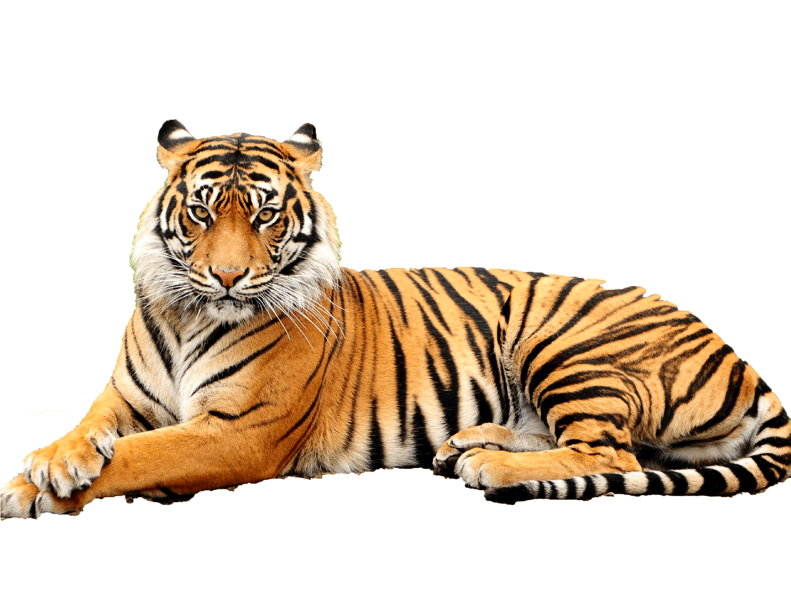 Bengal Tiger Transparent Background Png Image Pngio