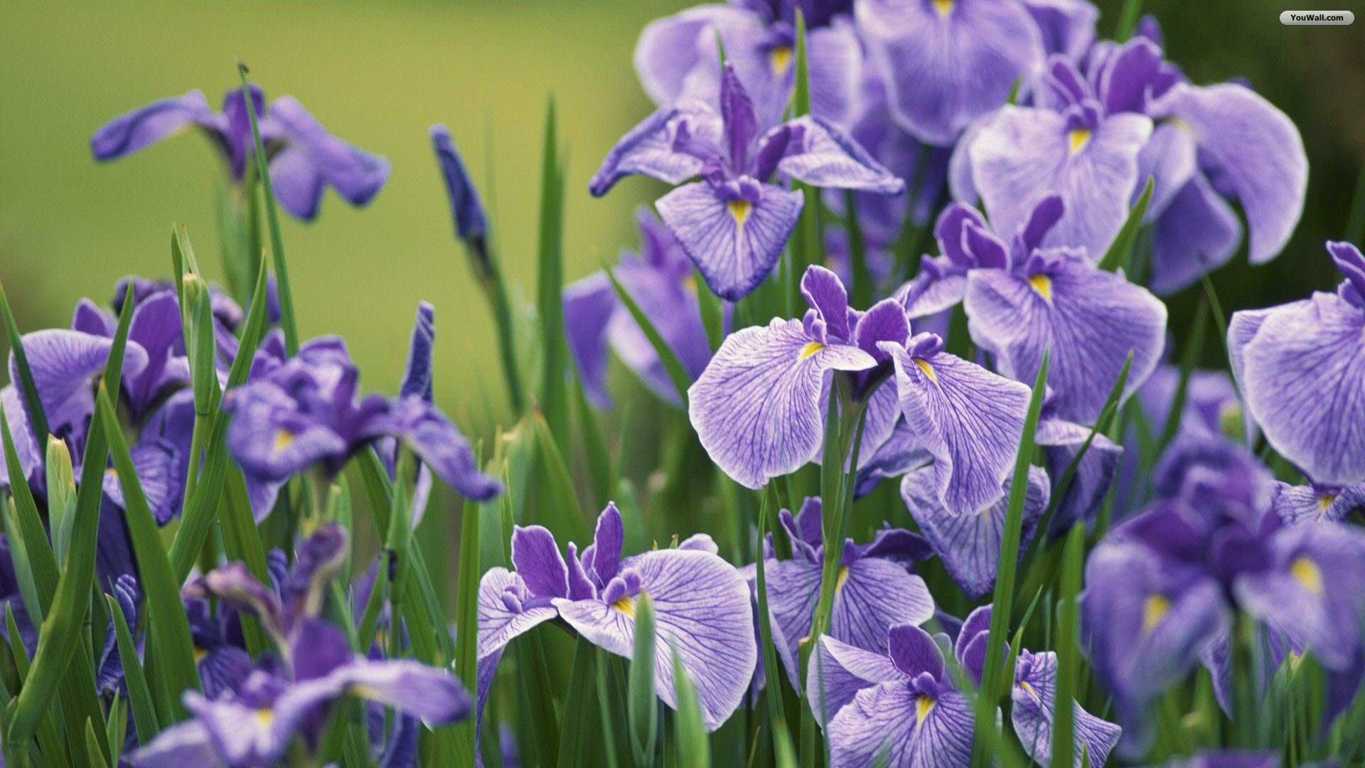 Violet Iris Flowers Wallpaper