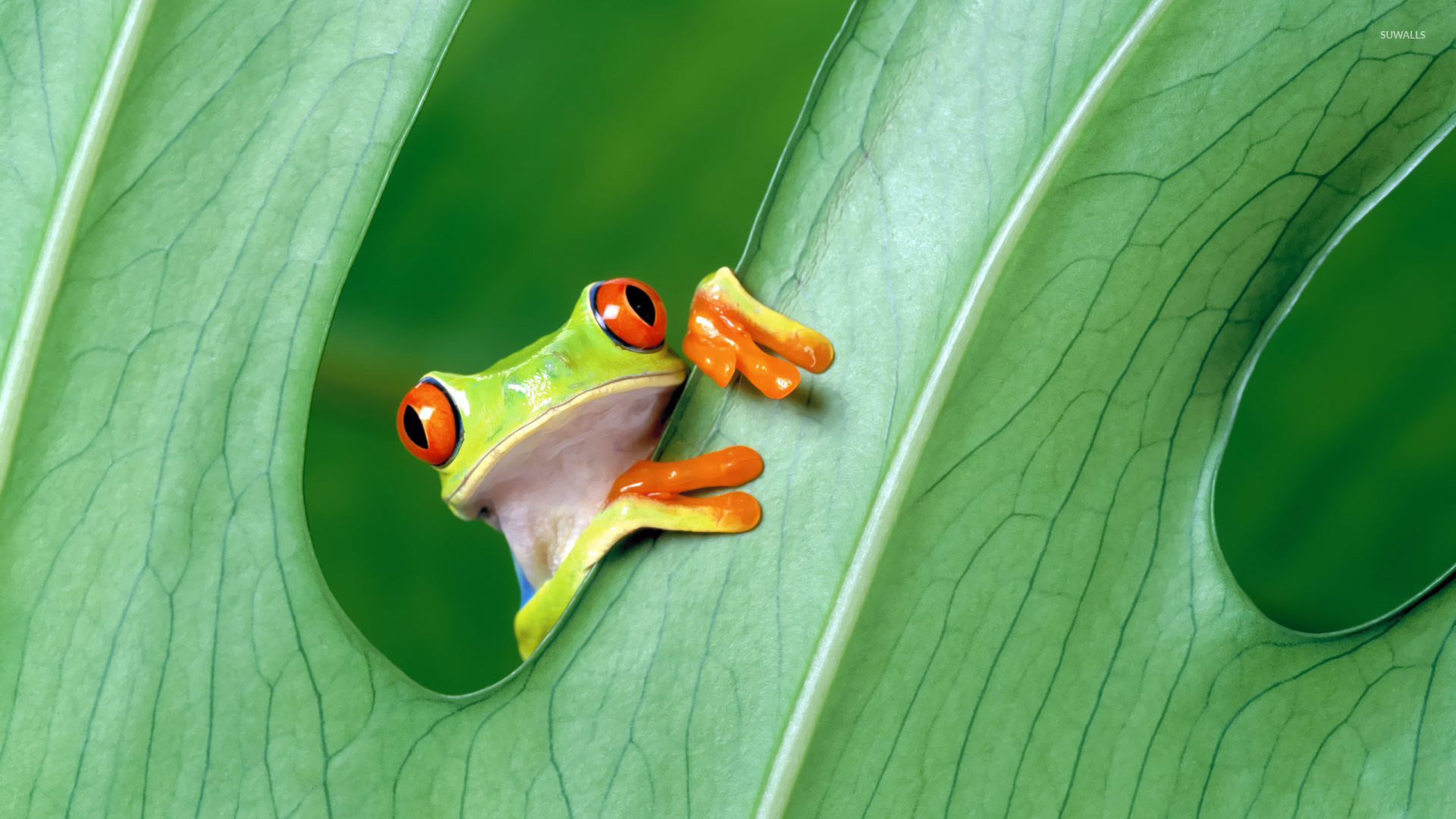 Red eyed tree frog wallpaper   Animal wallpapers   19866 1920x1080