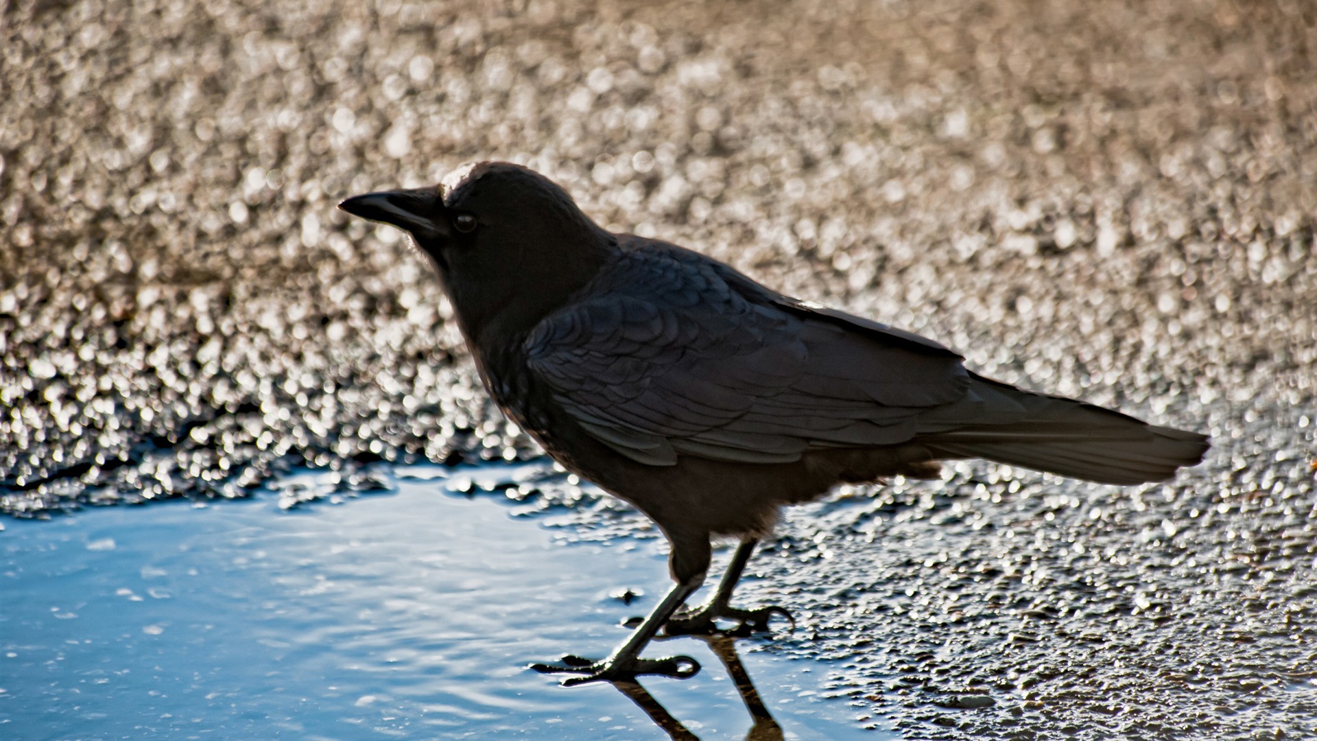 Crow Birds Animal Wallpaper Full HD Desktop