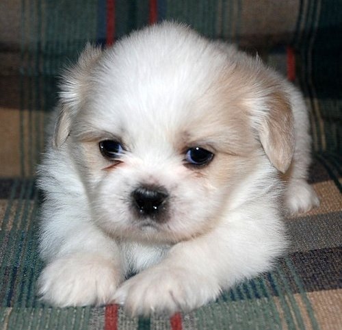 Shih Tzu Puppies Cute And Lovely For Sale To