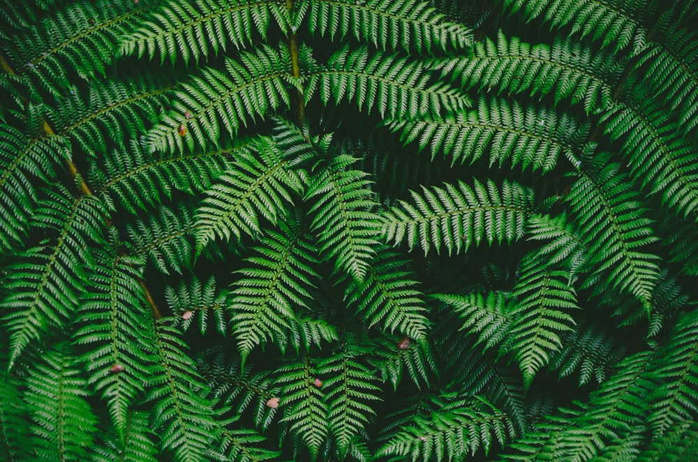 Green Texture Pictures Download Free Images on