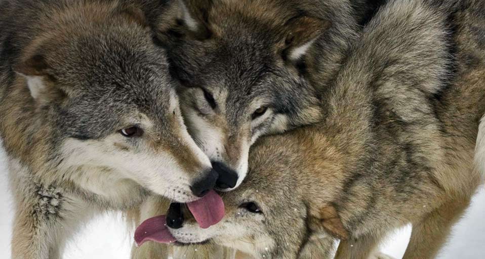 Timber Wolves A Trio Of Greet Each Other