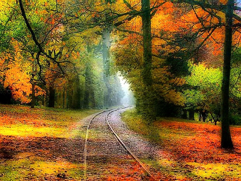 Wallpaperhi Nature Forests Autumn
