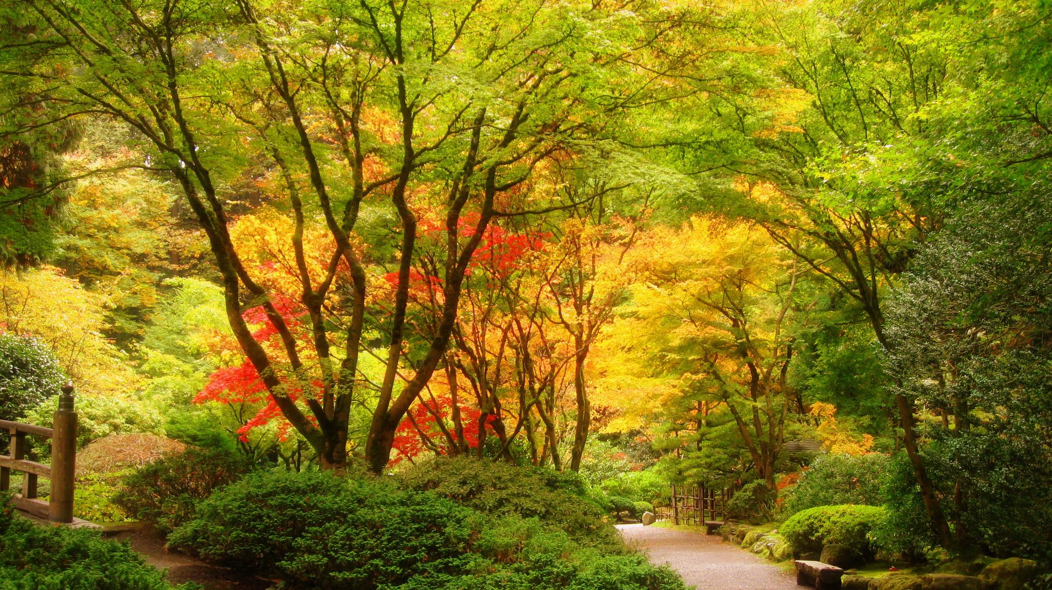 Usa Garden Portland Japanese Trees Nature Autumn Fall Wallpaper