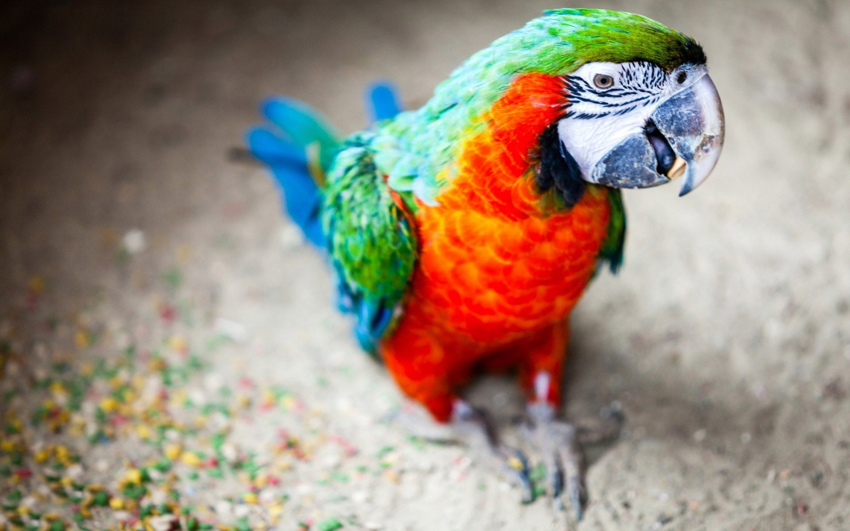 Macaws Wallpapers Animals Wallpapers Gallery   PC