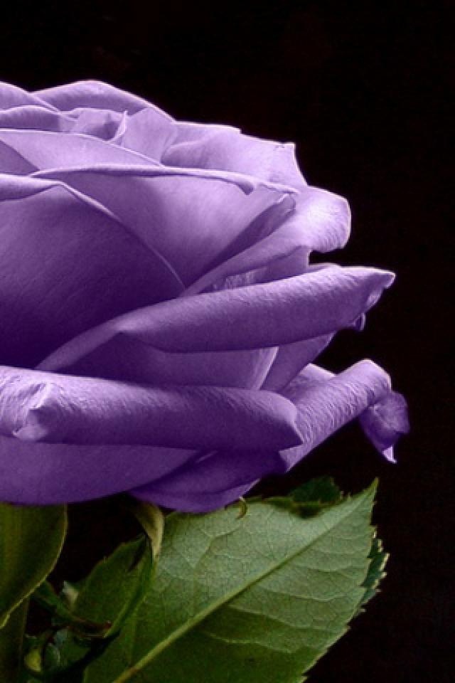 Purple Rose iPhone4 Wallpaper HD