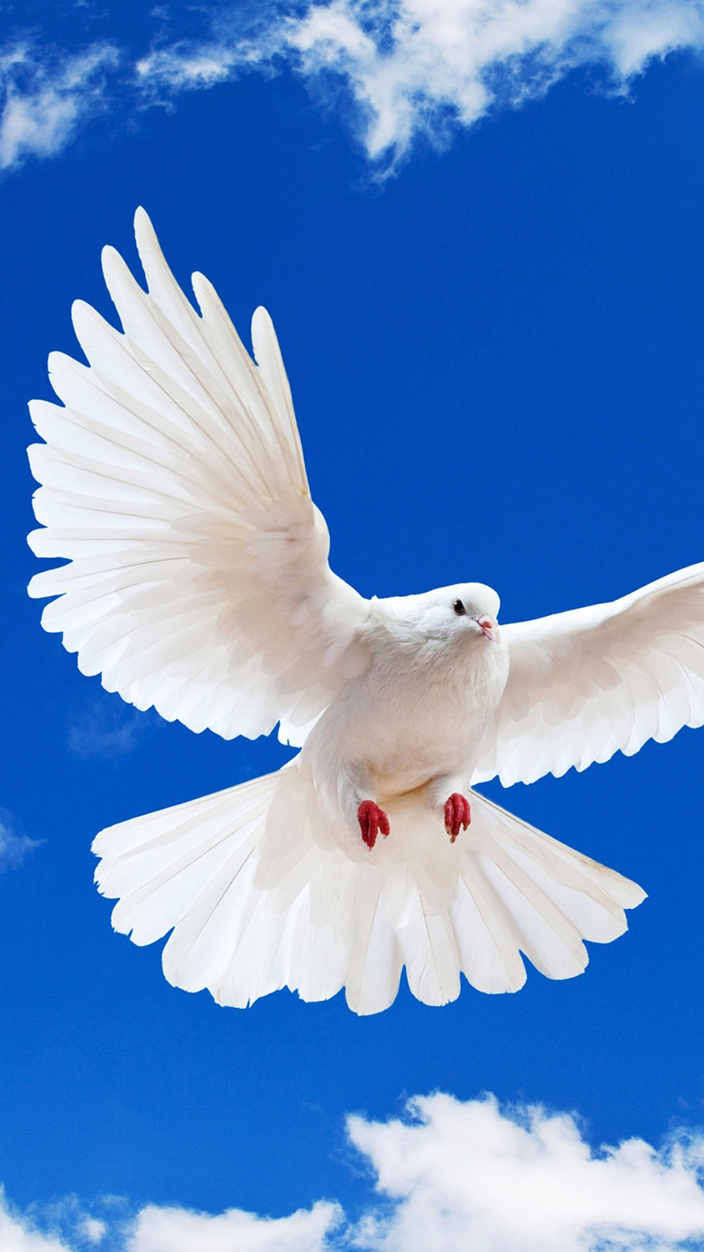 White Dove Wallpaper