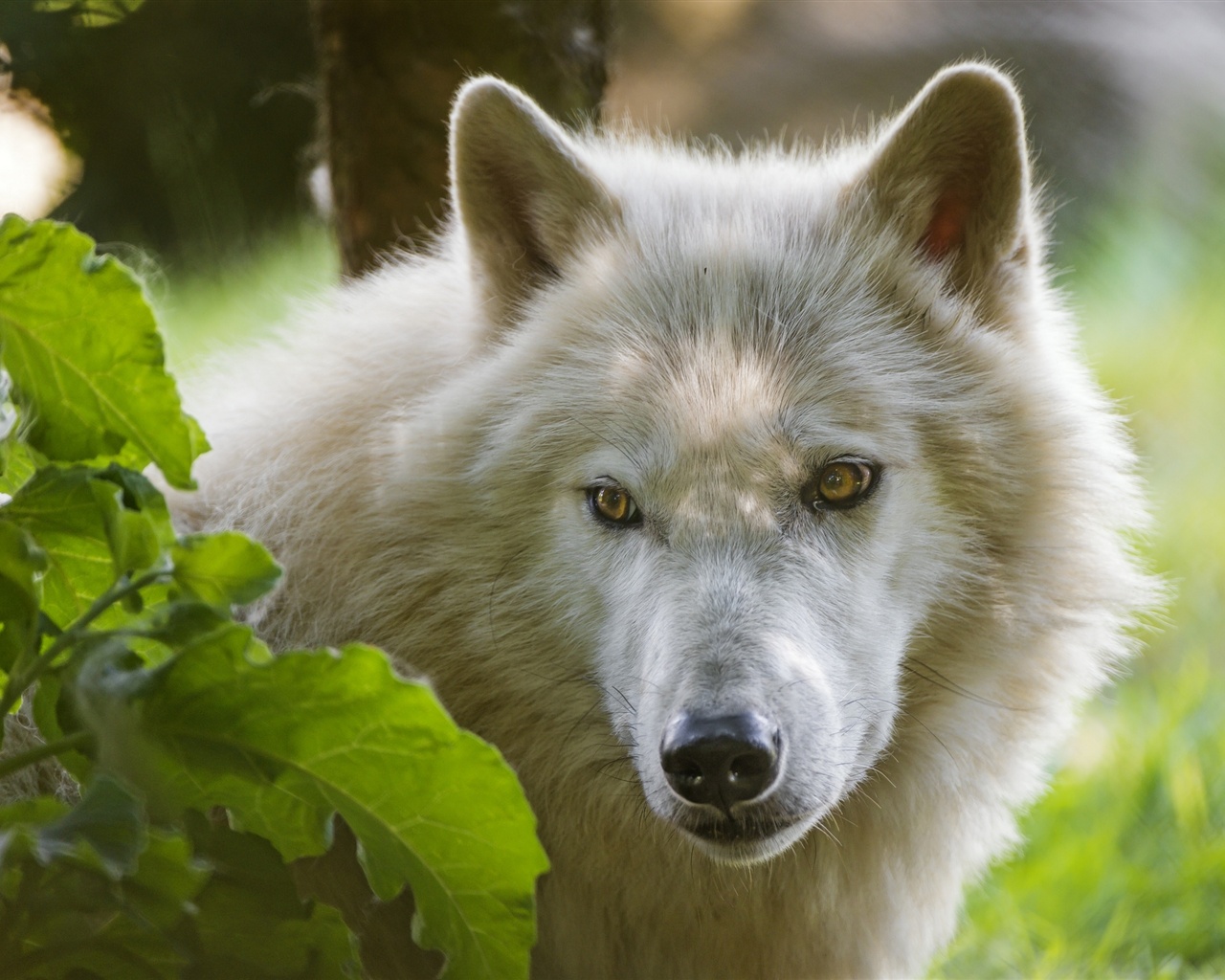 Arctic Wolf Face Look Leaves Wallpaper