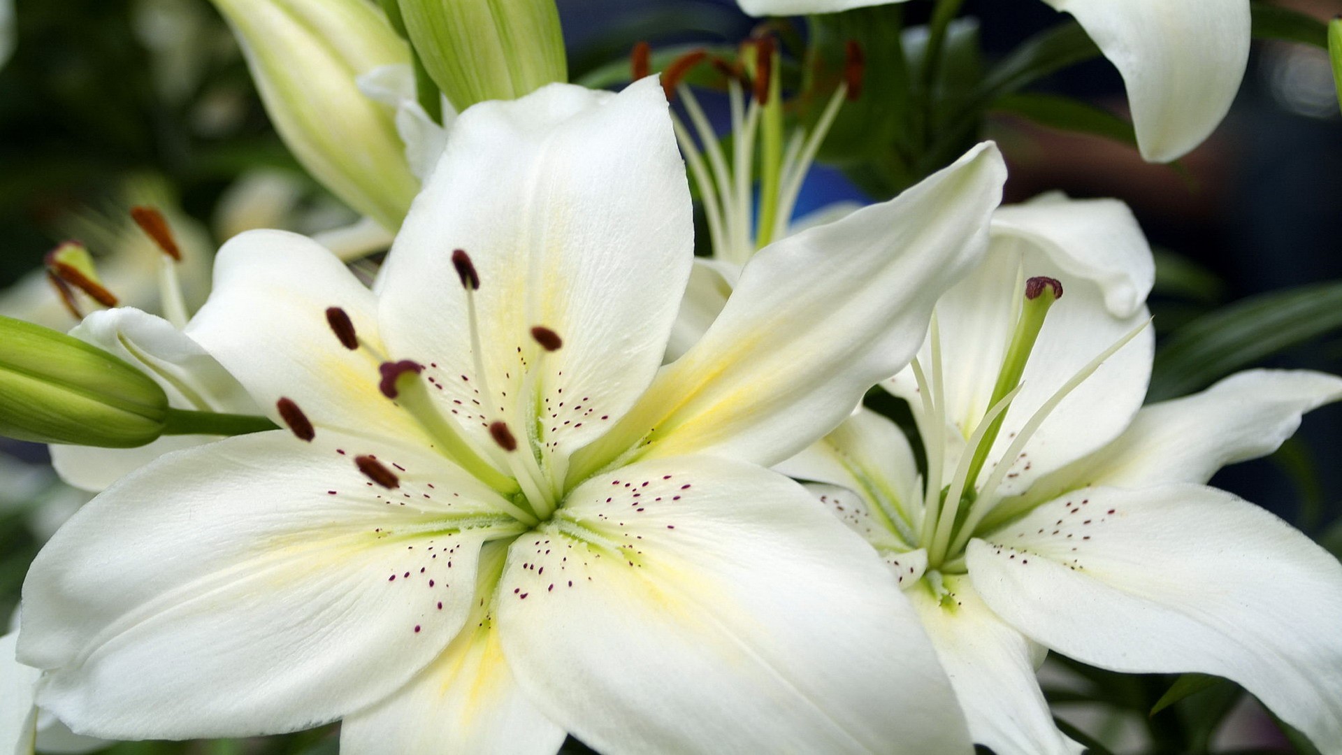 Large White Lilies Wallpaper And Image Pictures