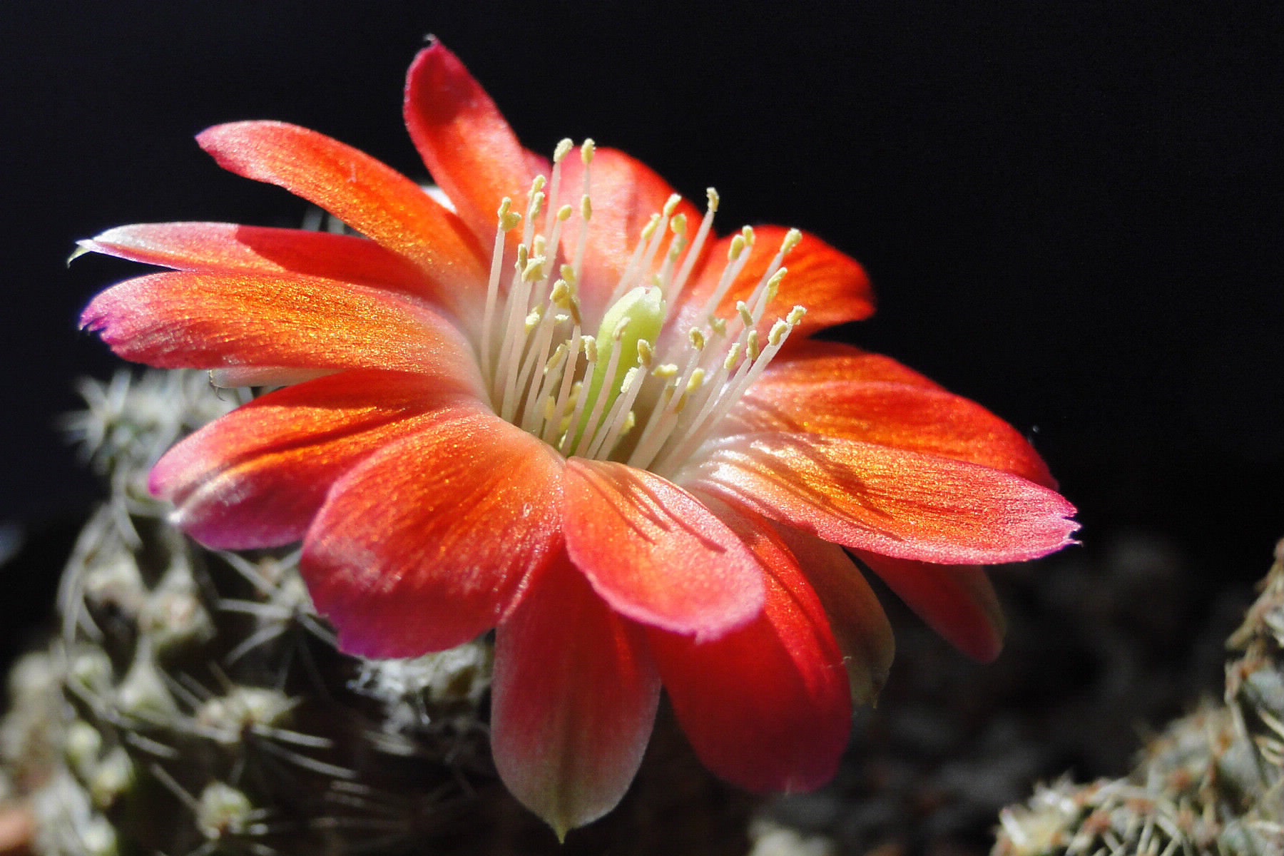 Cactus Flower Desktop Wallpaper