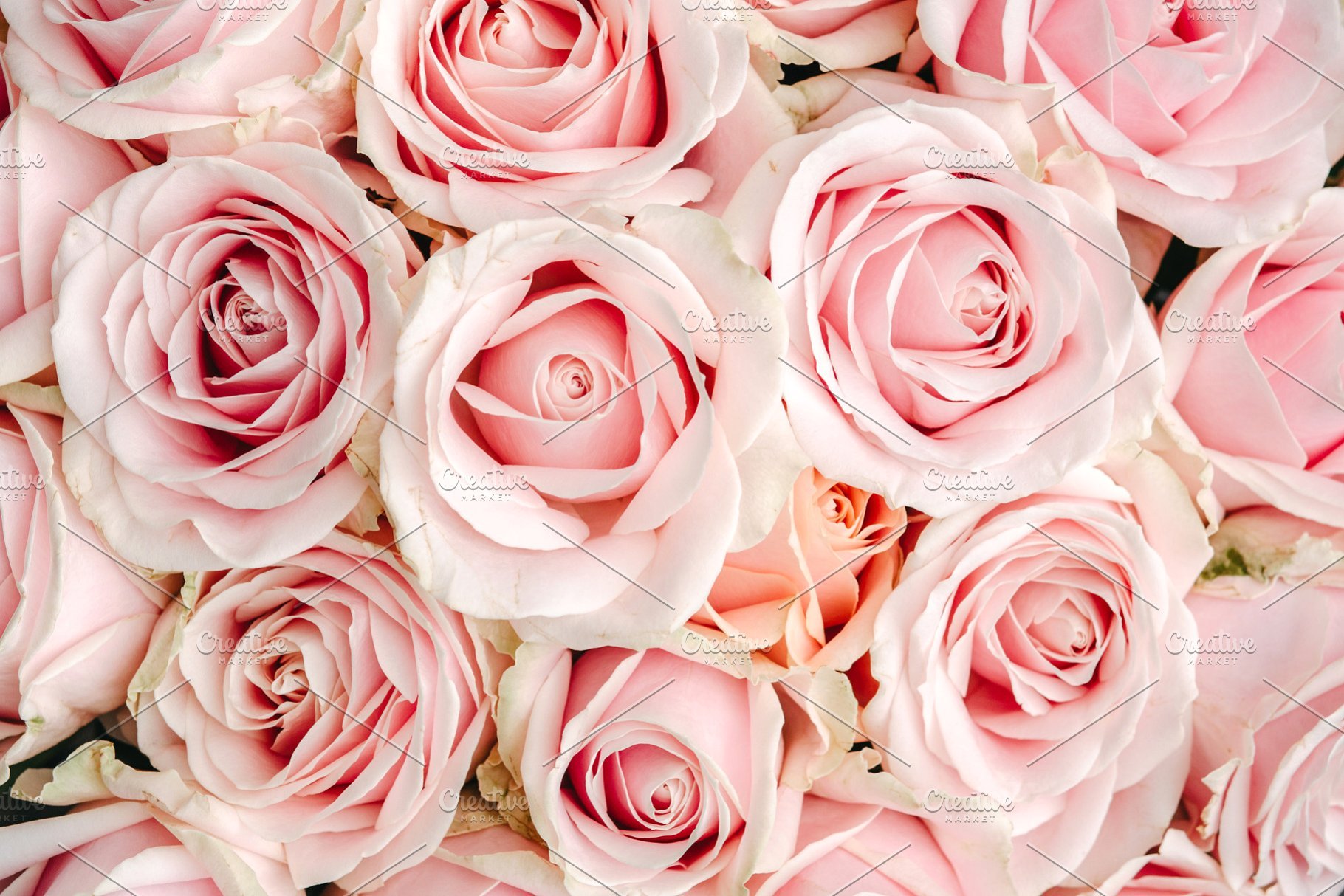 Pink Roses Backgrounds on