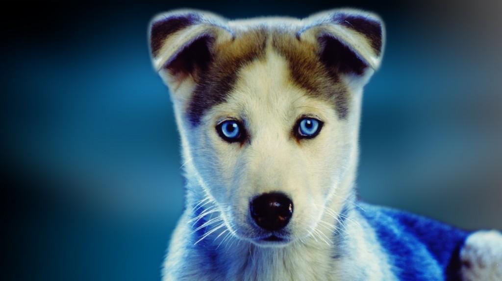 Dogs Wallpaper For Laptop Image Galleries