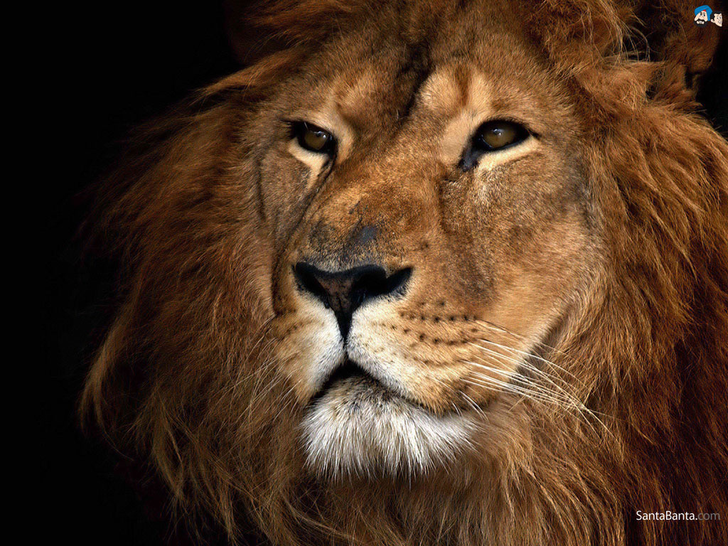 Wallpaper Animals Lions
