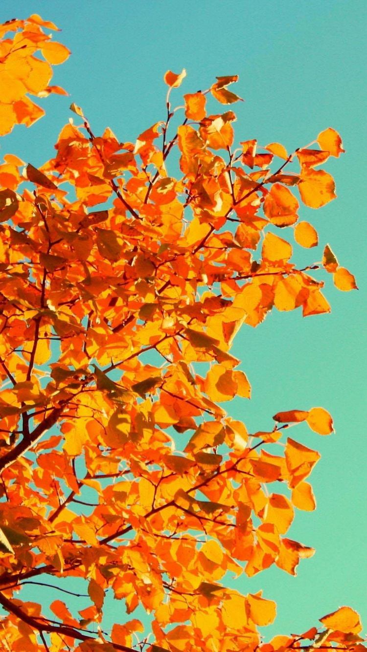 Autumn Fall Orange Tree Leaves iPhone Wallpaper Ipod HD