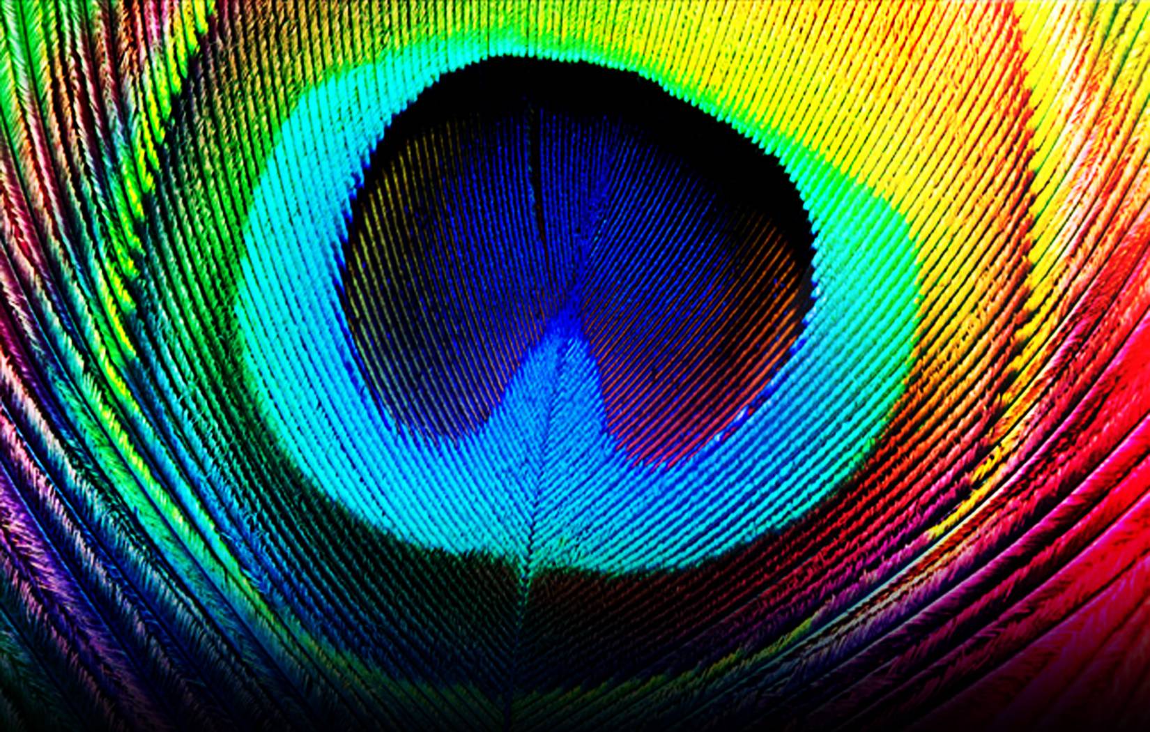 Wallpaper Of Peacock Feathers HD