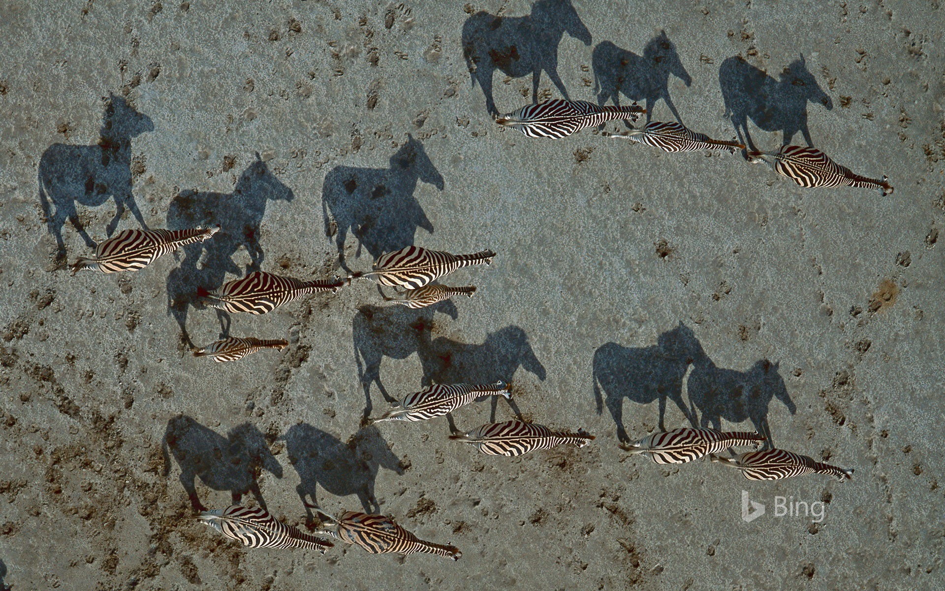 Burchells zebras crossing the Makgadikgadi Pan in Botswana