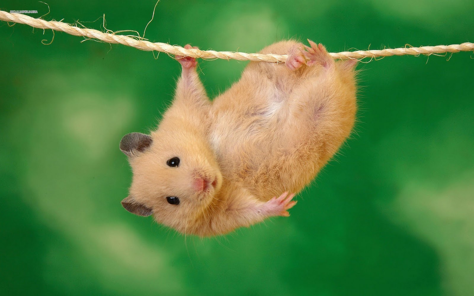 Hamsters achtergronden dieren hd hamster wallpapers foto 9jpg 1600x1000