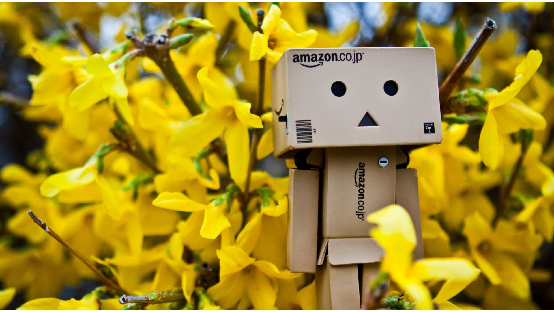 Danbo Spring Time X Close