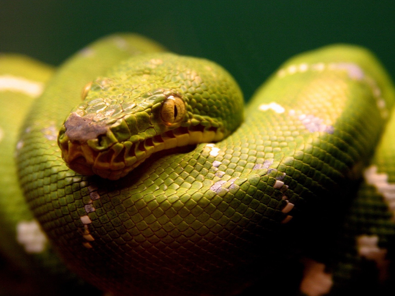 18 Snakes Wallpapers HD HD Wallpapers Backgrounds Photos Pictures