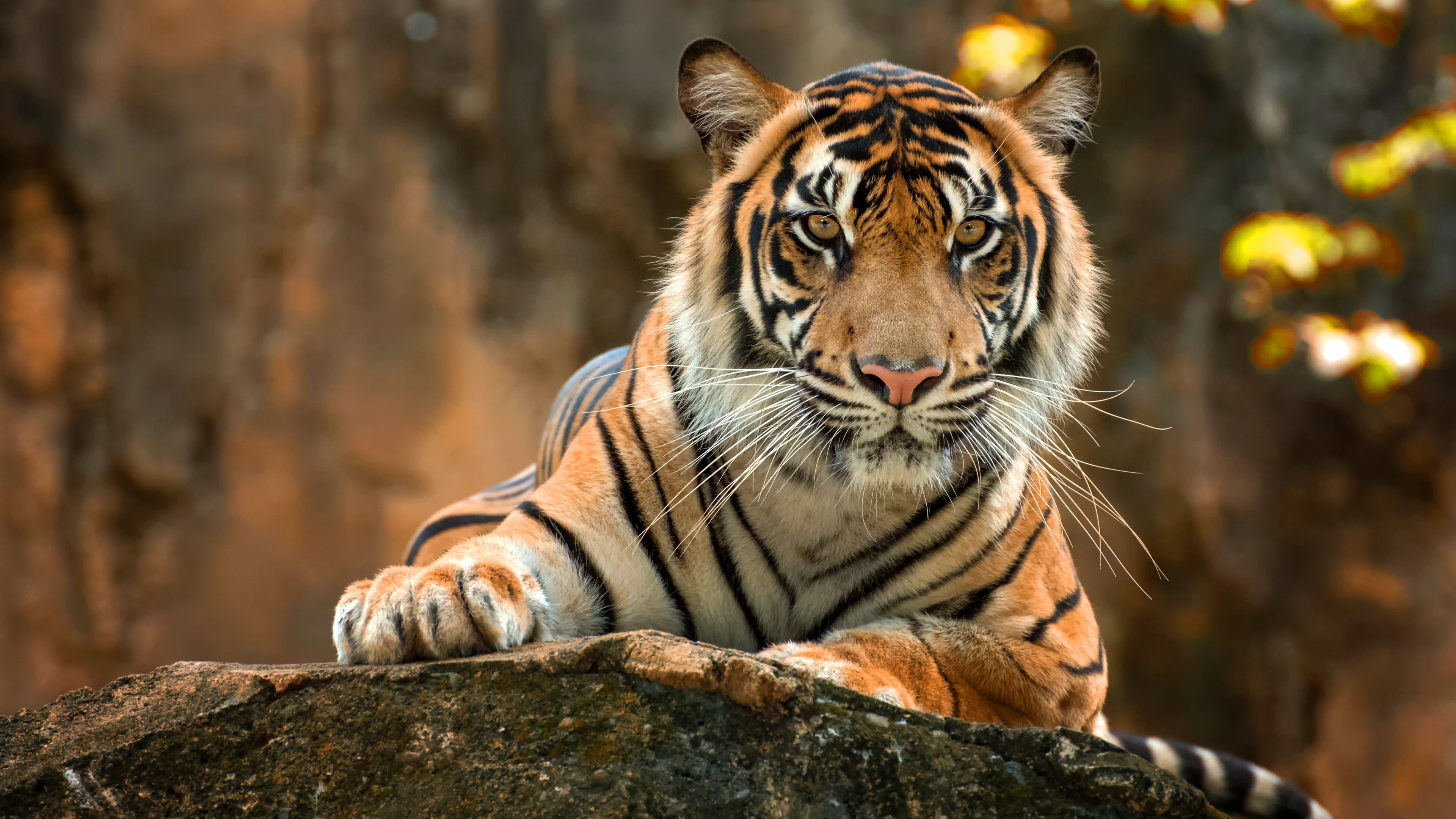 Tiger Paws 4k Hd Animals Wallpaper Image Photos
