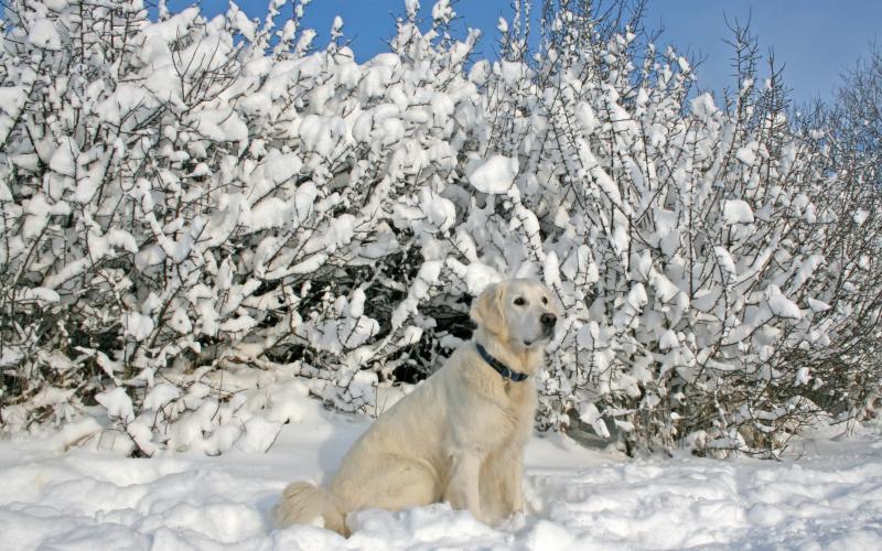 Tags Puppy Snow Winter Loyal Dog Animal Animals