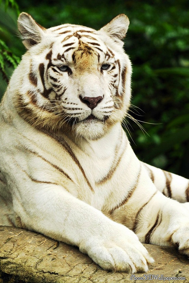 iPhone 5 HD White Tiger Wallpapers and Backgrounds iPhone 5 HD